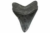 Fossil Megalodon Tooth - South Carolina #367998-1